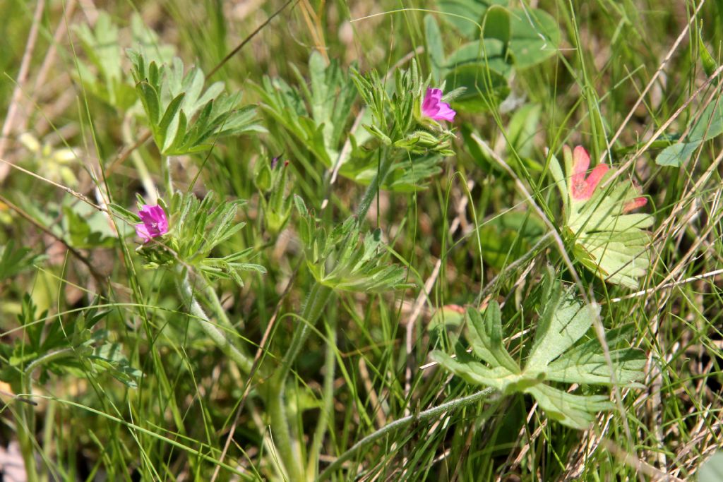 Geranium pusillum?  No, Geranium dissectum